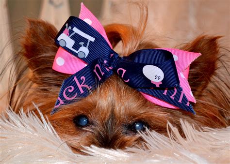 yorkshire terrier hair bows|hair clips for yorkies.